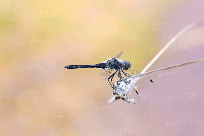 Black darter