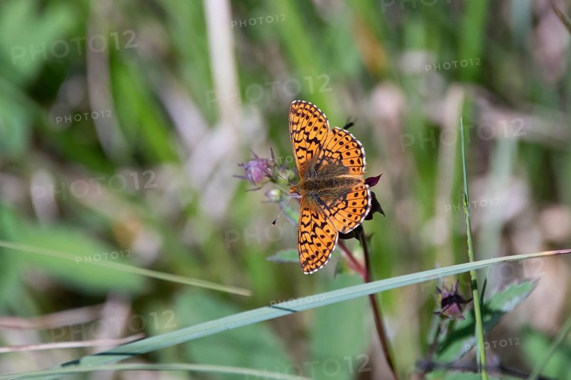 Bog moth