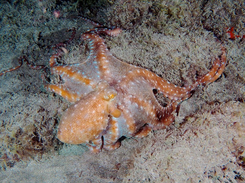 White spotted octopus