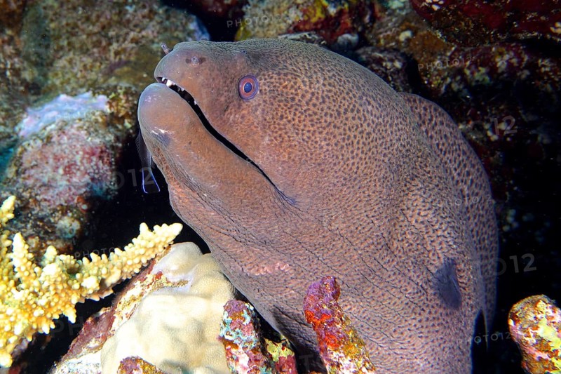 Portrait of giant moray