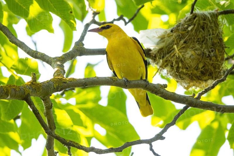 Eurasian golden oriole