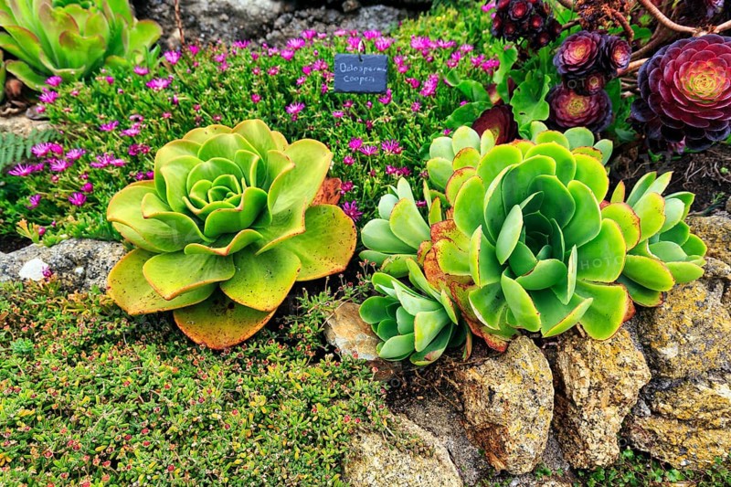Subtropical rock garden at the Minack Theatre