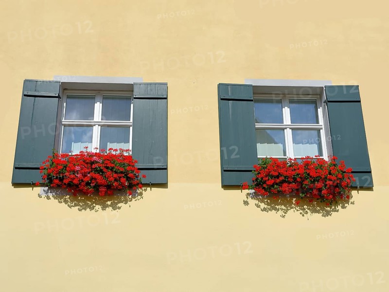 Flower window with red hanging geraniums and green shutters