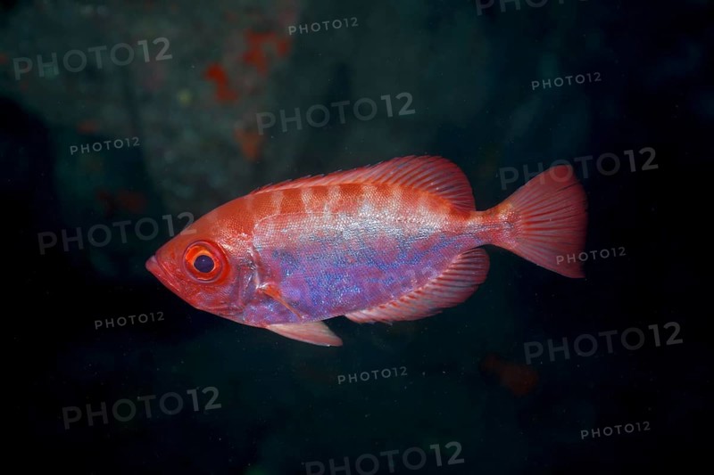 Bigeye glasseye snapper