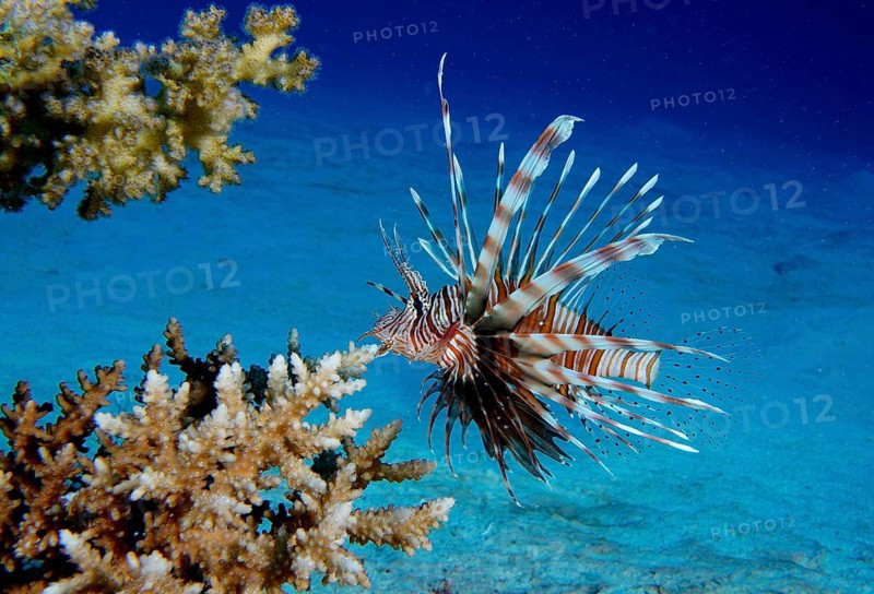 Common lionfish