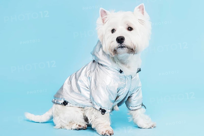 Cute little dog costume