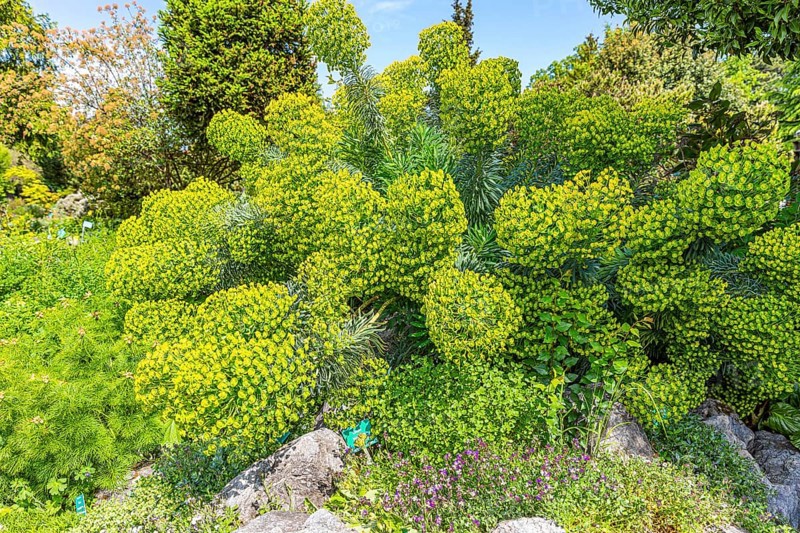 Myrtle spurge