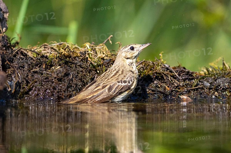 Tree Pipit