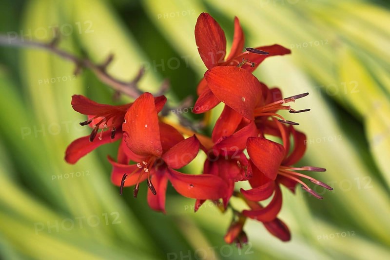 Montbretia flower