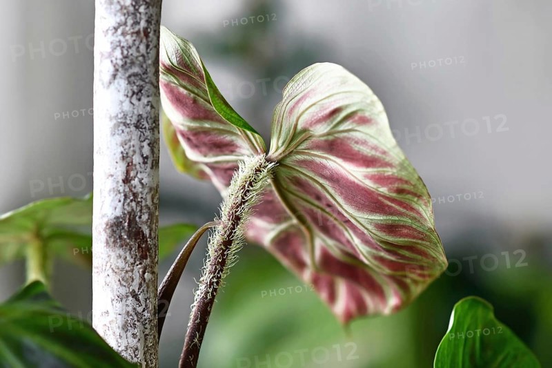 Close up of hairy petiole of tropical 'Philodendron Verrucosum' houseplant