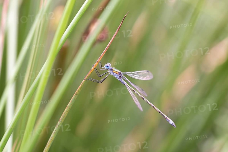 Emerald damselfly