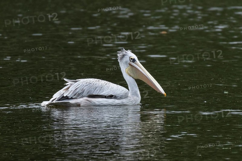 Pink-backed pelican