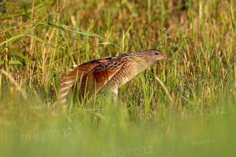 Corn crake