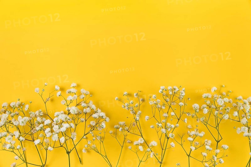 White baby breath s flower yellow background
