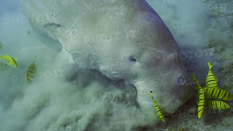 Top view of Dugong or Sea Cow