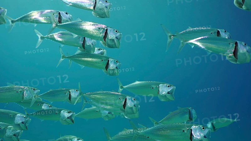 Shoal of Striped Mackerel or Indian Nackerel