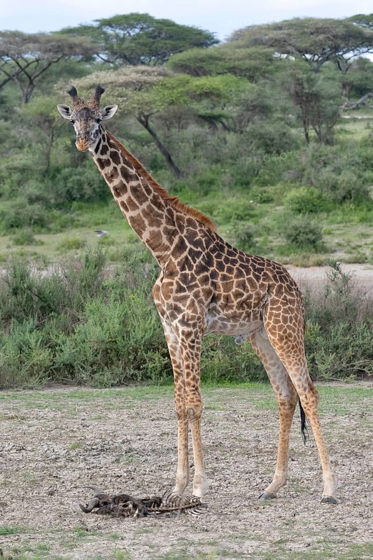 Masai giraffe