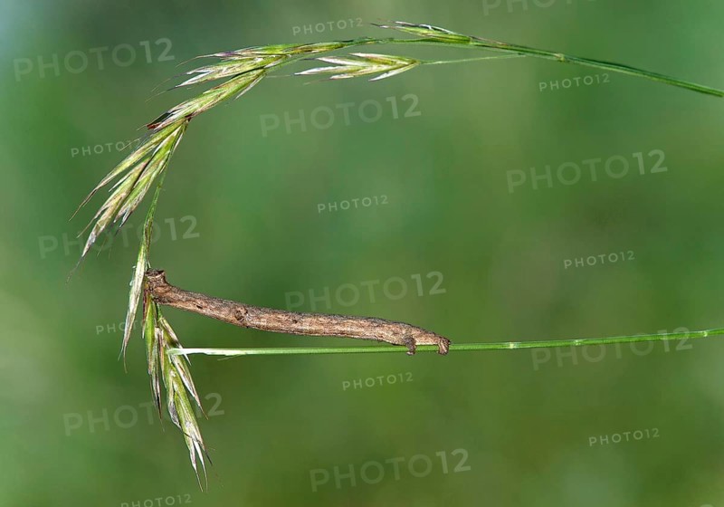 Caterpillar of the willow beauty