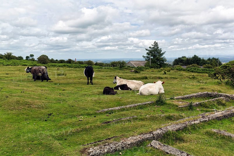 Cows in a meadow