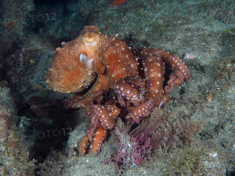 White spotted octopus