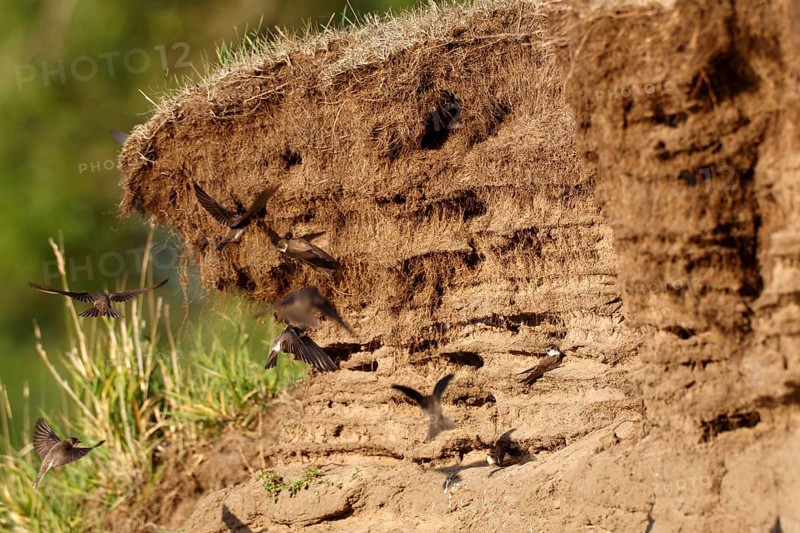 Sand martin