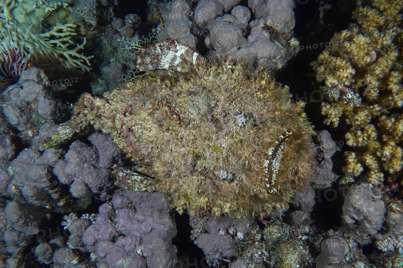 Reef stonefish