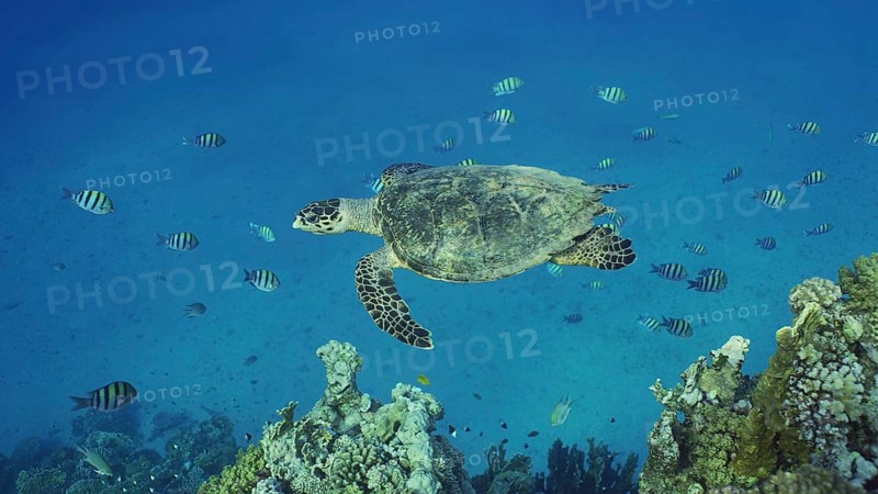 Hawksbill Sea Turtle