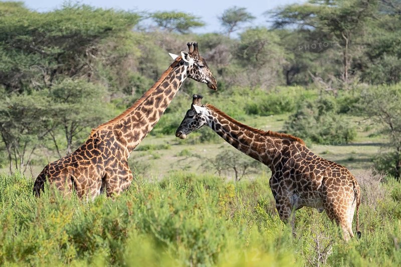 Masai giraffe