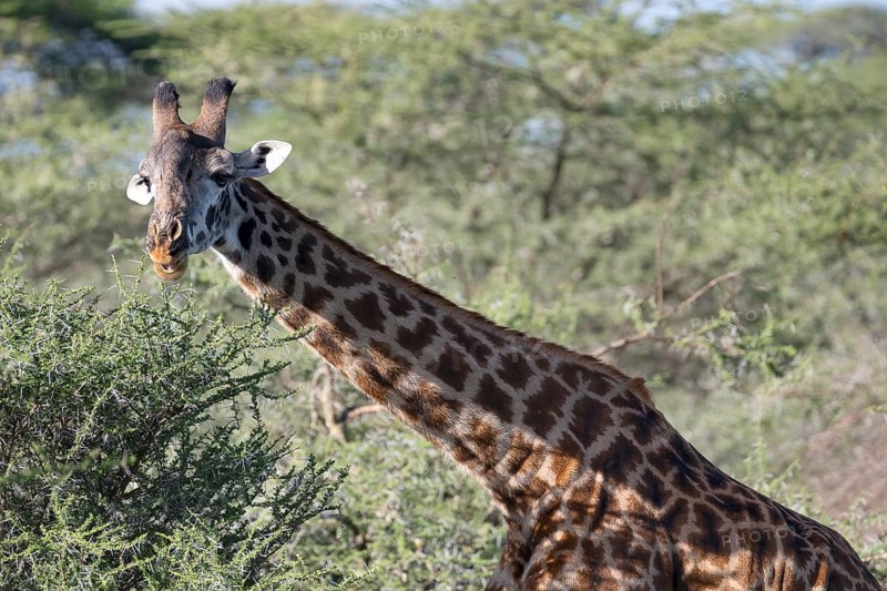 Masai giraffe