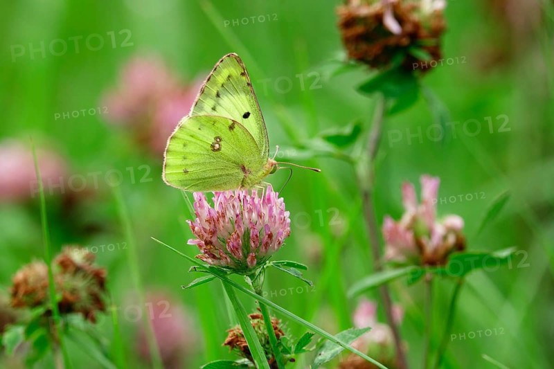 Pale clouded yellow