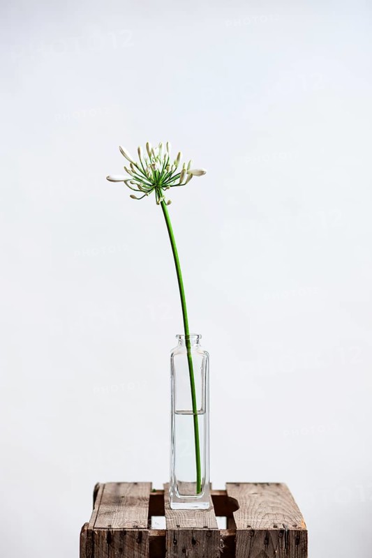 Blooming white decorative lily in vase against a white background