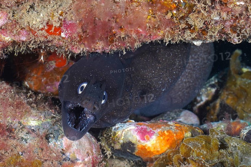 Black moray eel
