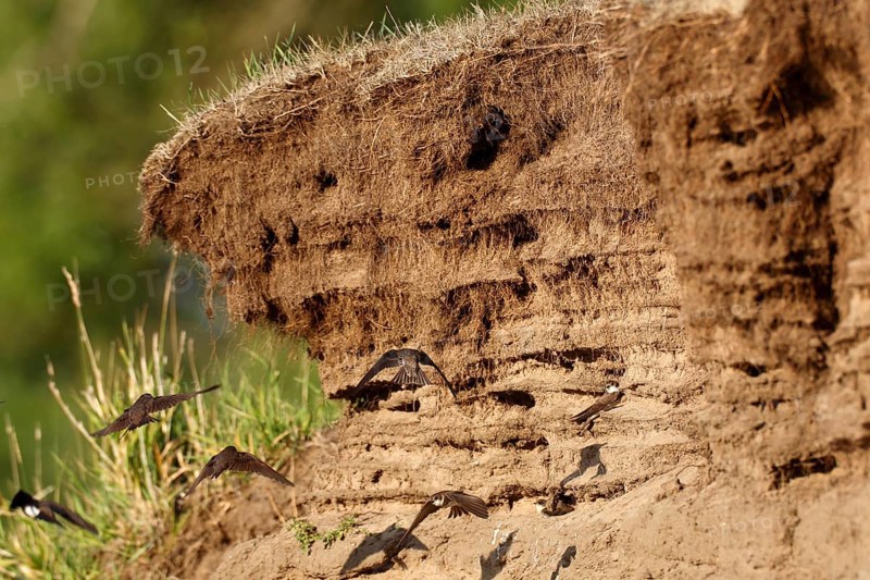 Sand martin