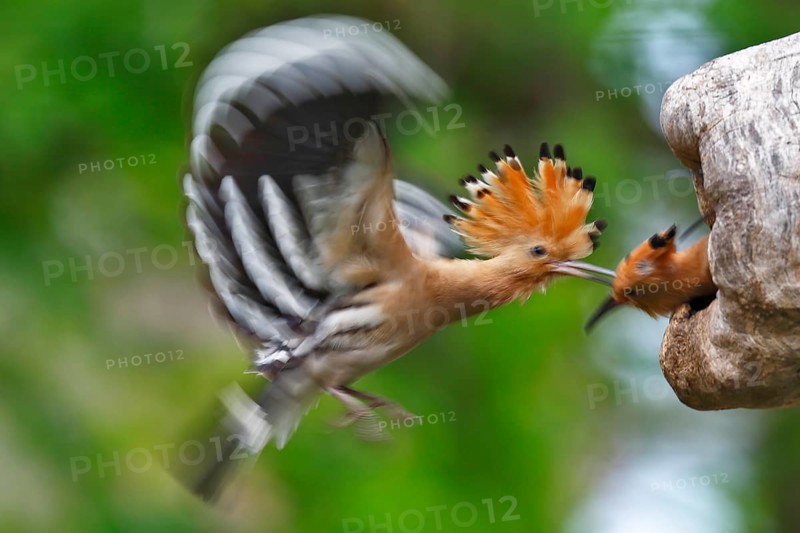 Hoopoe