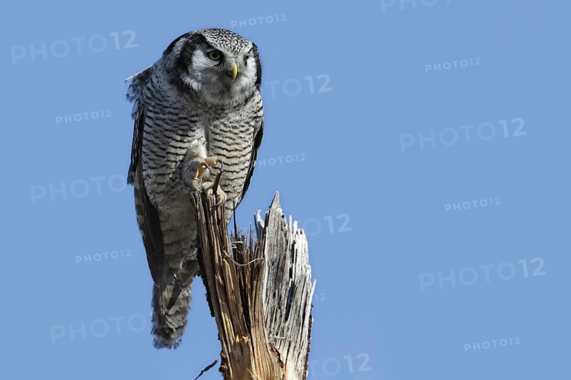 Northern hawk owl