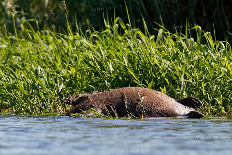 Beaver