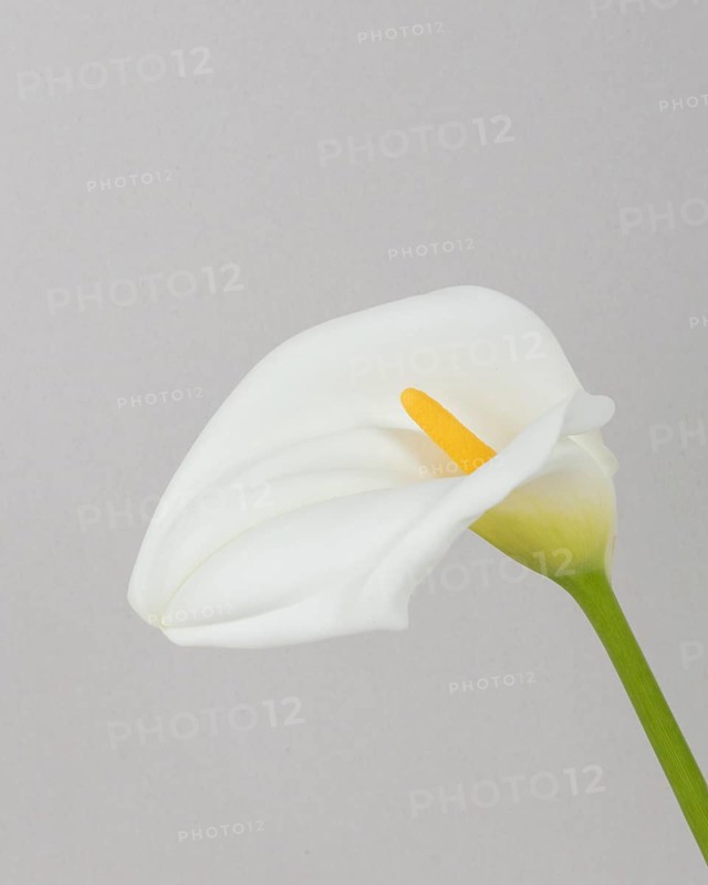 Close up blooming flower