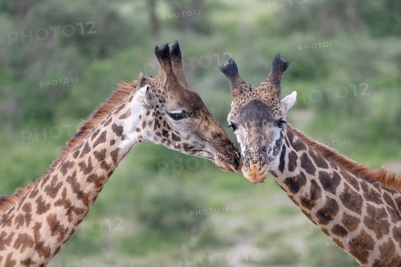 Masai giraffe