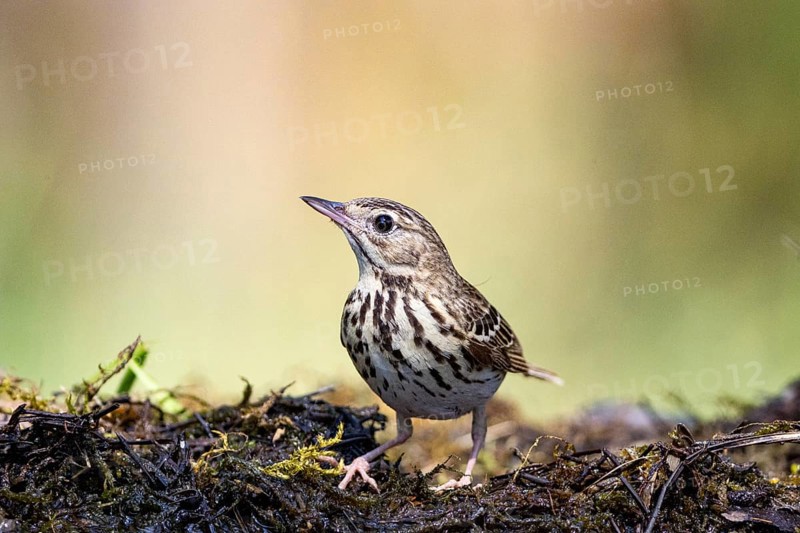 Tree Pipit