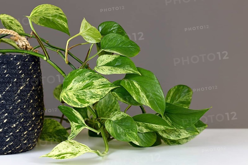 Tropical 'Epipremnum Aureum Marble Queen' pothos houseplant with white variegation in flower pot