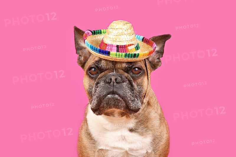 French Bulldog dog wearing sombrero sun hat on pink background with copy space