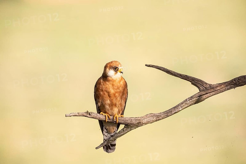 Red-footed Falcon
