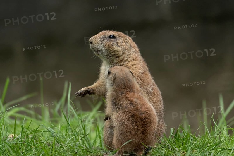 Black-tailed prairie dogs