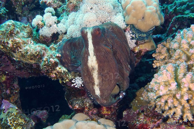 Great Blue Octopus