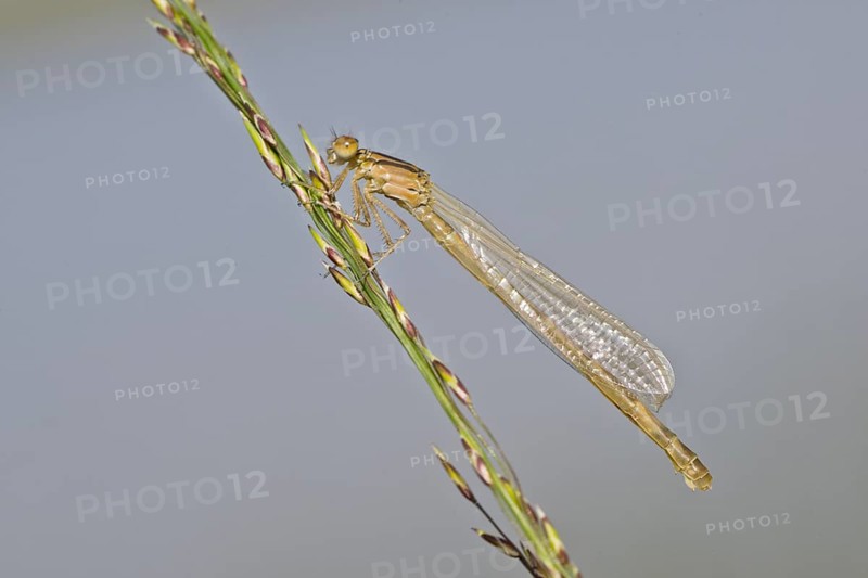 Siberian winter dragonfly