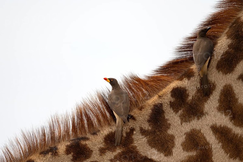 Red-billed oxpecker
