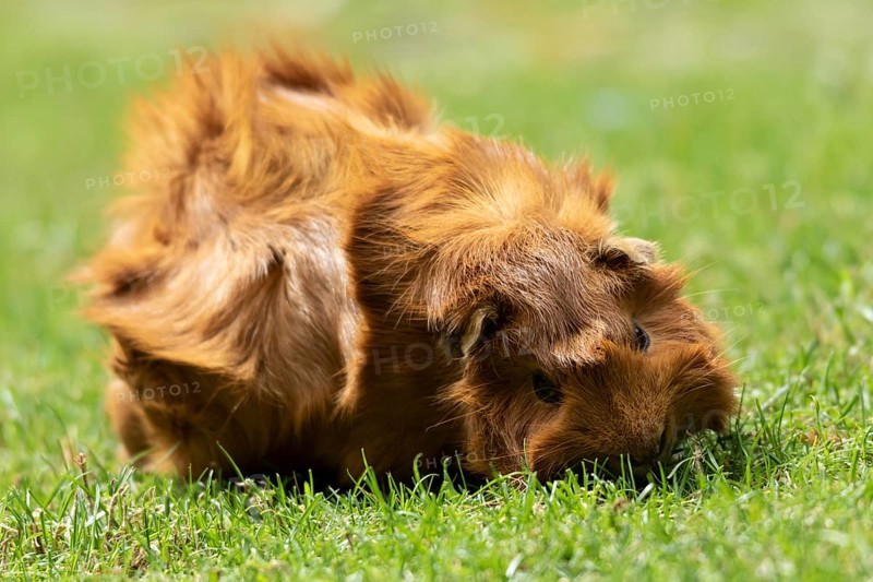 Domestic guinea pig