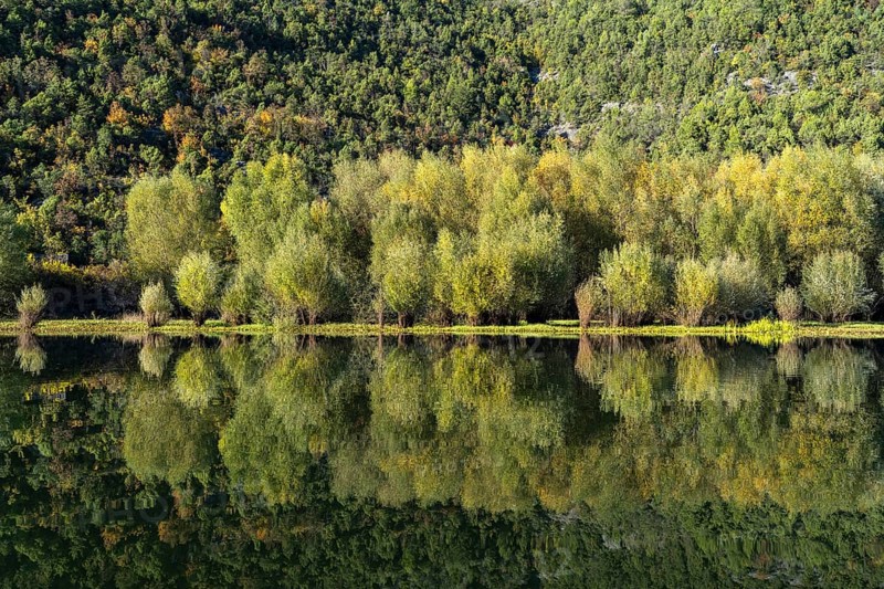 Forest on the river Crnojevic near Rijeka Crnojevica