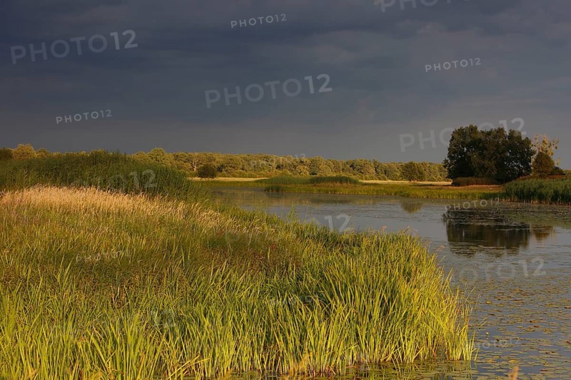 Evening mood in the floodplain forest