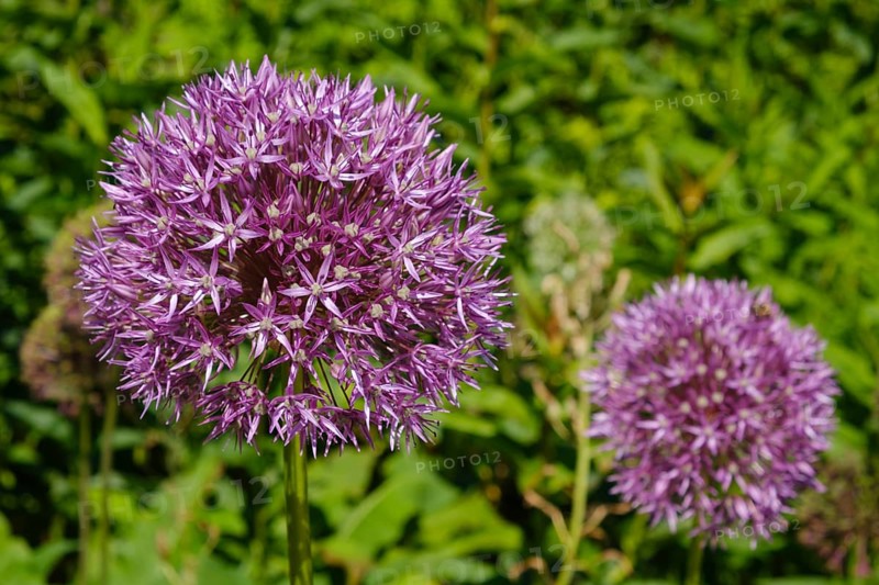 Ornamental leek